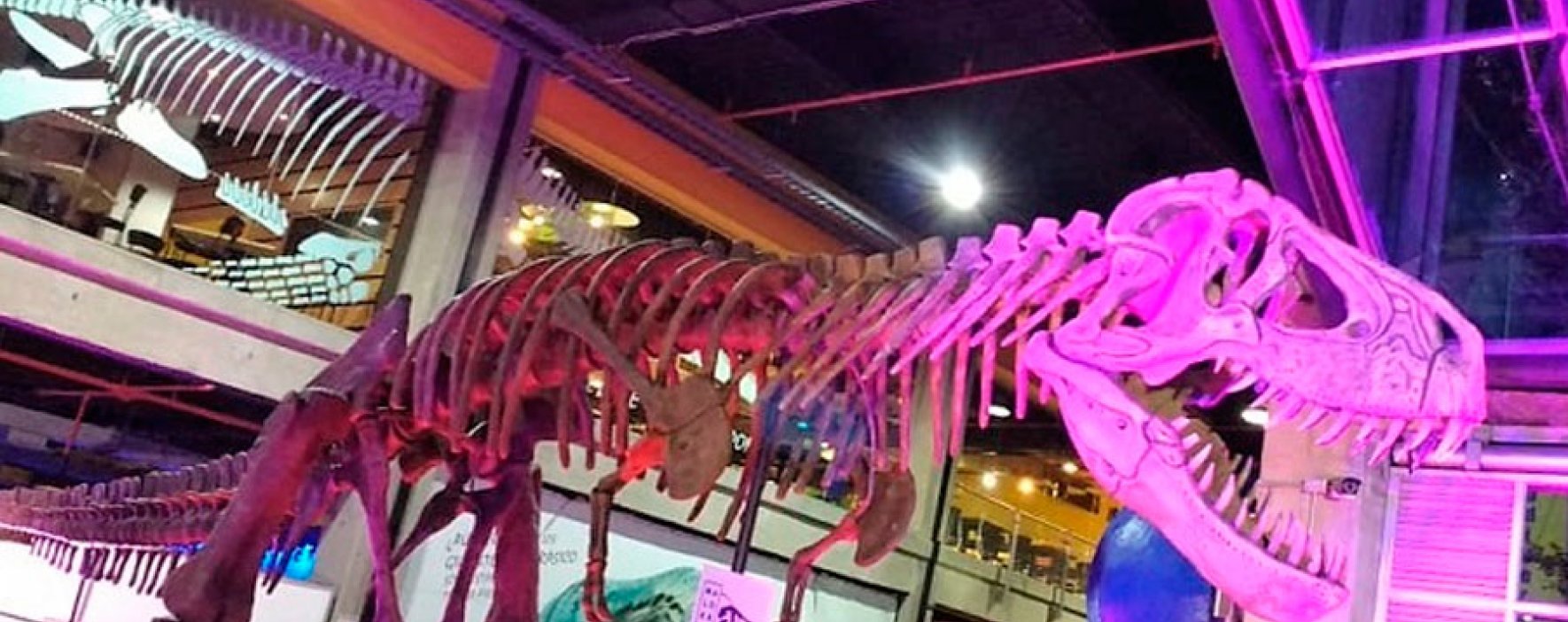 T-Rex: la primera experiencia interactiva del resurgir de Maloka 