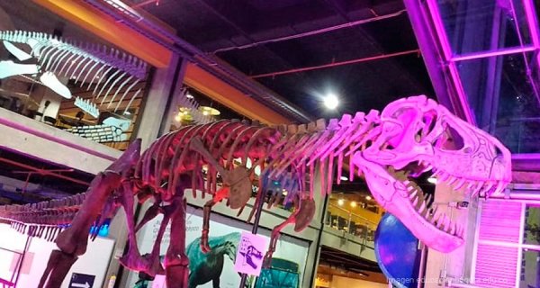 T-Rex: la primera experiencia interactiva del resurgir de Maloka 